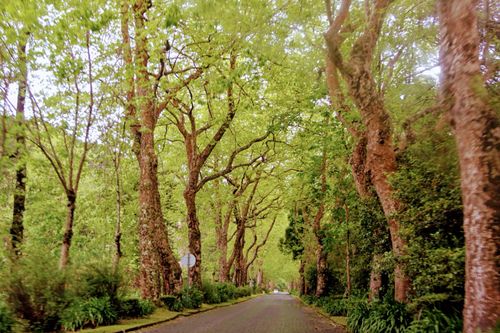 Tree-lined road with lush green canopy in the Azores